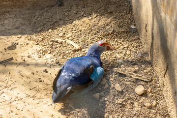 A swamphen bird sitting on the ground close up