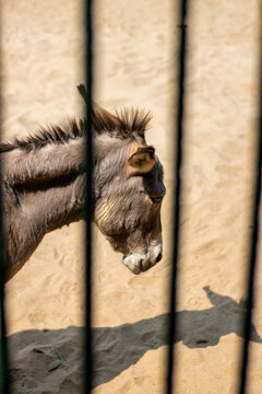 A standing donkey head captured from the window