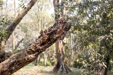 An old dead tree branch close up in the jungle