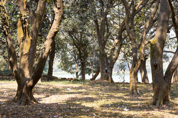 Obraz premium Big old trees inside of a park in Dhaka