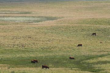 Le plateau de Millevaches appelé « Montagne limousine », est un grand plateau granitique français situé en Nouvelle-Aquitaine, dans l'historique Limousin, dont il constitue la partie la plus élevée.