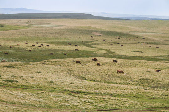 Le plateau de Millevaches appel&eacute; &laquo; Montagne limousine &raquo;, est un grand plateau granitique fran&ccedil;ais situ&eacute; en Nouvelle-Aquitaine, dans l'historique Limousin, dont il constitue la partie la plus &eacute;lev&eacute;e.
