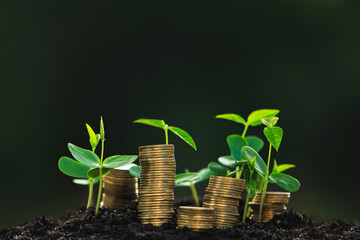 Fototapeta na wymiar Return on investment concept The seedlings that grow on a pile of coins include a blurred green nature backdrop