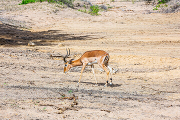 Thomson's gazelle