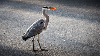 Heron in beatrix park amsterdam