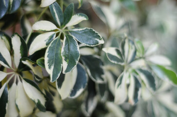 Selective focus on the leaves of Schefflera arboricola variegata also called umbrella plant or walisongo tree. good choice filtering indoor air pollution. native to Taiwan as well as Hainan