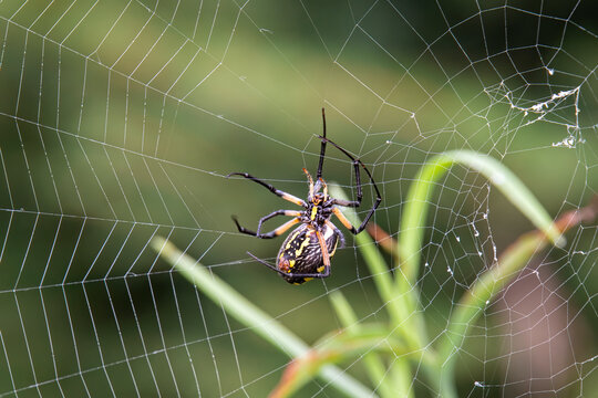 black and yellow garden spider builds web with silk from spinneret