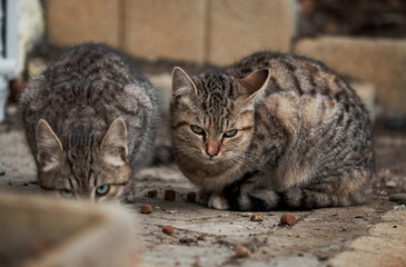 Abandoned mongrel cats survive in harsh conditions in nature. Two lonely gray striped kittens live on street and eat dry food.