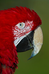 close up of a parrot