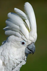 Umbrella cockatoo