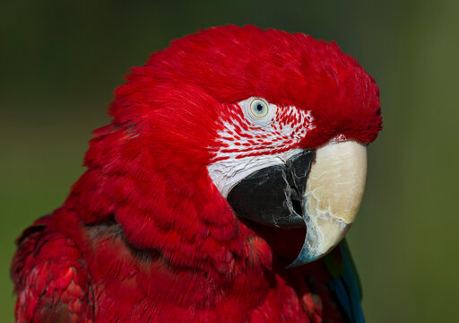 portrait of a parrot
