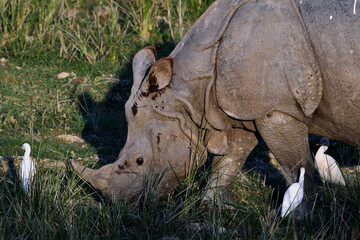 Naklejka premium Greater One-Horned Rhino Is Grazing In The Field