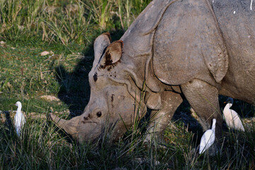 Fototapeta premium Greater One-Horned Rhino Is Grazing In The Field