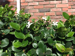 ivy on the wall