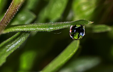 Close-up of a drop of water on the green leaf of a plant