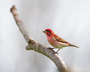 Male Purple Finch