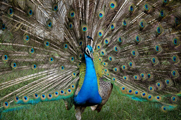 Fototapeta premium Peacock Is Posing For A Photo