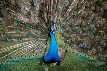 Peacock Is Posing For A Photo