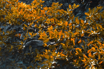 Yellow leaves with black and white background