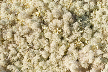Light background of patterned mosaic lichen branches.
