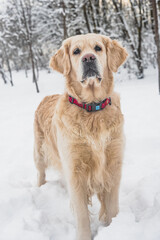 Golden Retriever dog on the snow. Close up.
