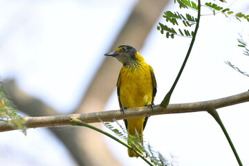 Black Hooded Oriole Bird Is Sitting On A Tree
