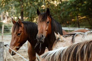 Fototapeta premium Les cheveux du centre équestre