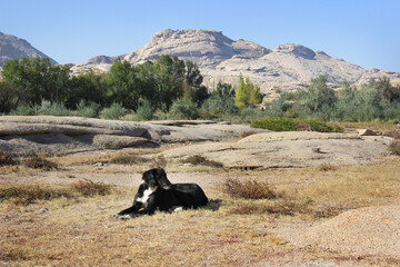 In a meadow at the foot of the ridge of volcanic layered mountains of the Bektau-Ata tract lies a big black dog, in the background a large volcanic mountain and trees, clear sky, summer, sunny