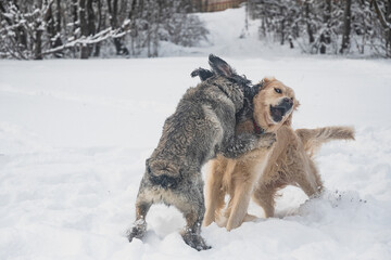 Dog are playing in the snow