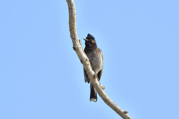 Bulbul Bird Is Sitting On A Tree