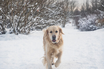Golden Retriever dog on the snow