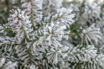 Coniferous tree branches in hoarfrost close-up winter new year mood