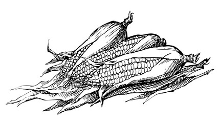 Vector still life. Sketch of the harvest of corn cobs