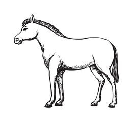Pony horse animal. Vector drawing