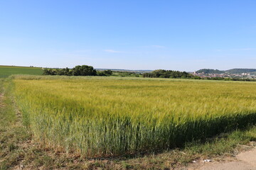 field of wheat with sky 