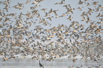 Flock Of Migratory Birds Are Flying Over The Wetland