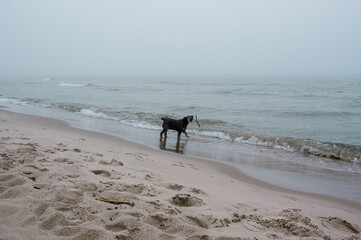 Pies bawiący się kijkiem nad brzegiem morza © Monika