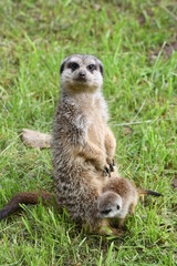 meerkat mother and pup at the Sofia, Bulgaria Zoo
