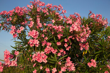Oleander in Salento, Italy. 18.09.2018
