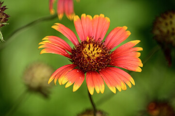 Gaillardia Flower With Yellowish Green Background