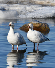 Pair of Snow geese standing in water beside frozen shore line