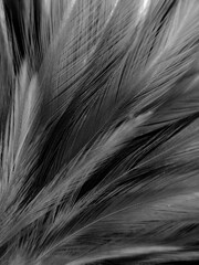 Beautiful abstract black feathers on white background and soft white feather texture on white pattern, dark theme wallpaper, gray feather background, black banners, dark texture