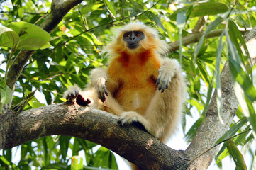 Golden Langur Is Sitting On A Tree Branch