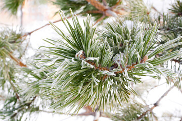 macro of pine tree branch covered with hoarfrost