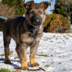 A ten weeks old German Shepherd puppy play in the snow and look at the camera. Green grass and snow in the background