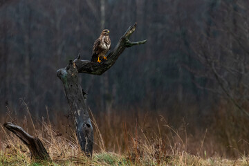 Buzzard on meadow.