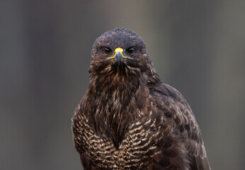 Buzzard on meadow.