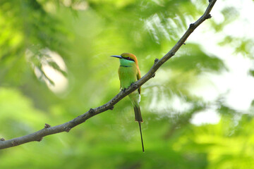 Green Bee Eater Bird Is Sitting On A Tree