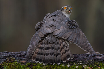 Hawk on meadow.