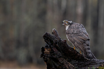 Hawk on meadow.